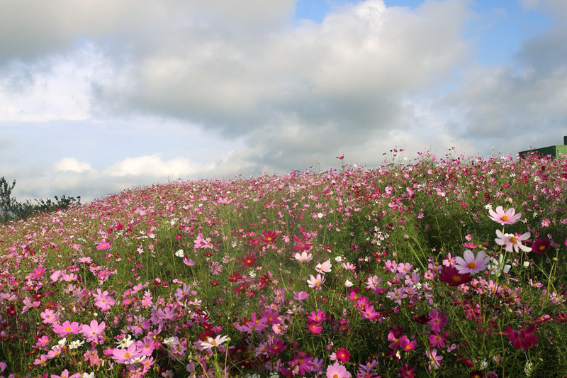 花海