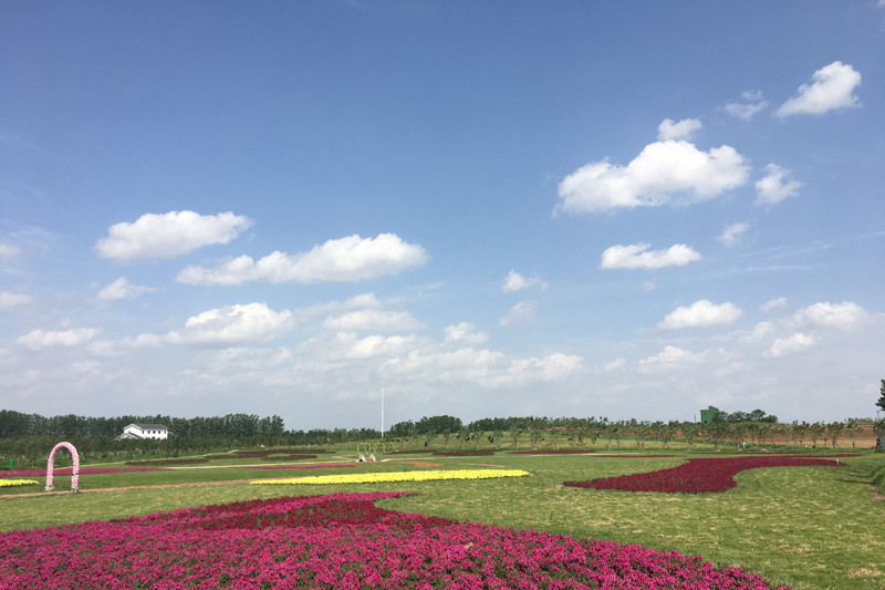花海