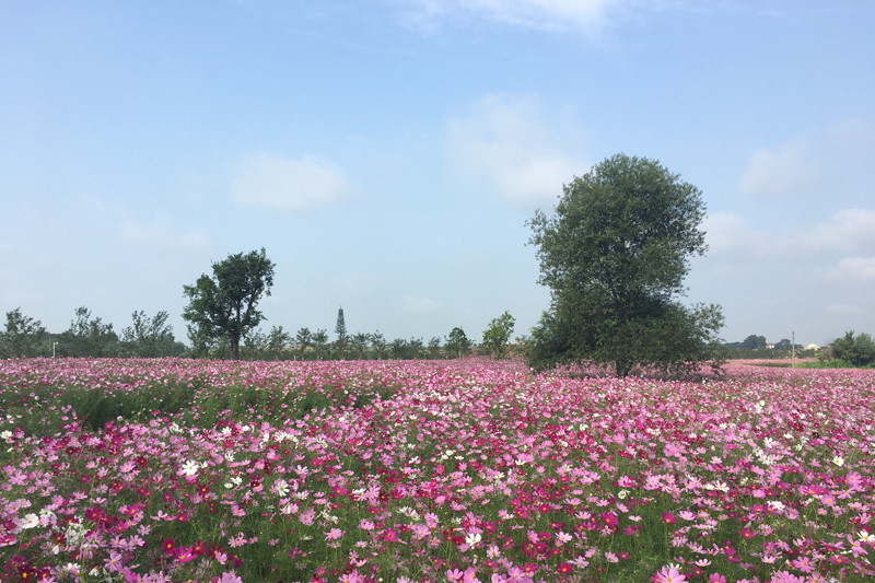 花海