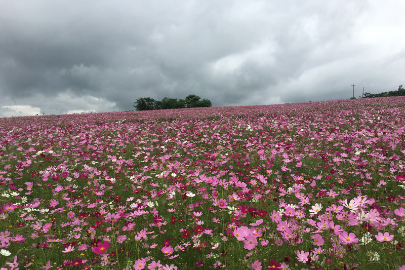 花海
